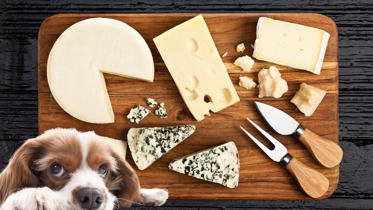 Le fromage dans l’alimentation canine : dangers cachés et bienfaits inattendus