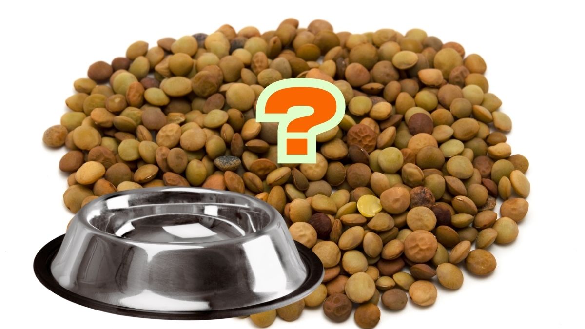Peut-on donner des lentilles à son chien ? Découvrez tous les bienfaits et précautions !