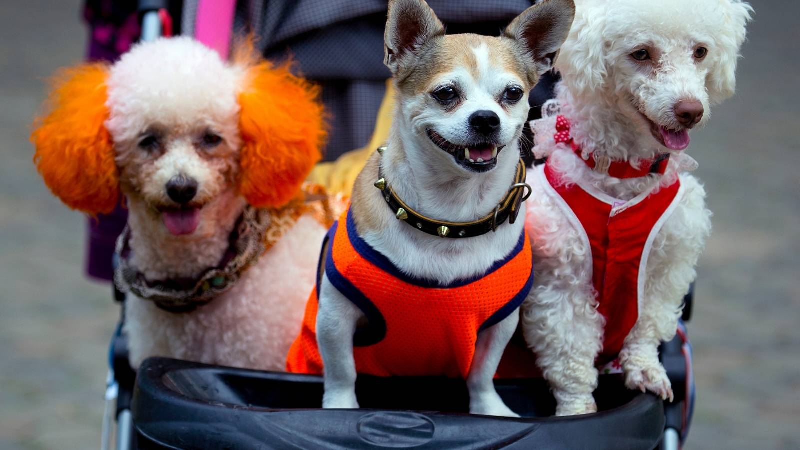 Les jeunes Chinois préfèrent les animaux de compagnie aux enfants, un phénomène grandissant