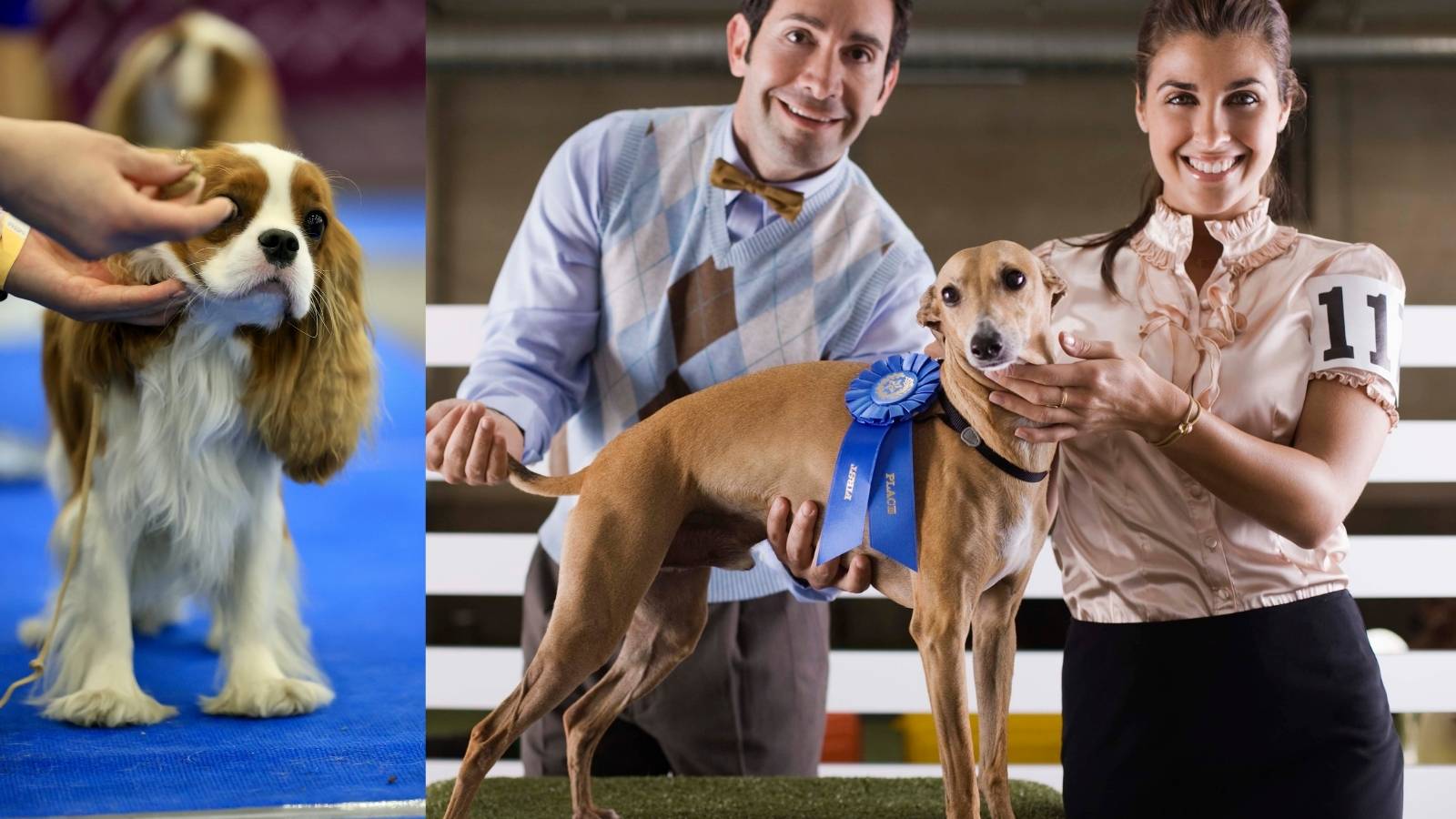 Découvrez comment inscrire votre chien à un concours de beauté : conseils et étapes clés