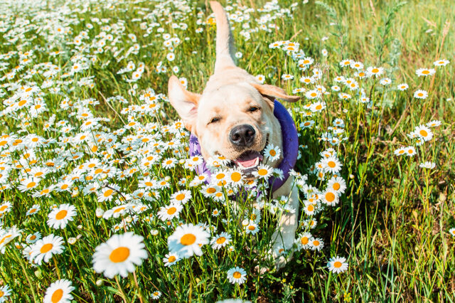 conseils-allergies-printanieres-chiens