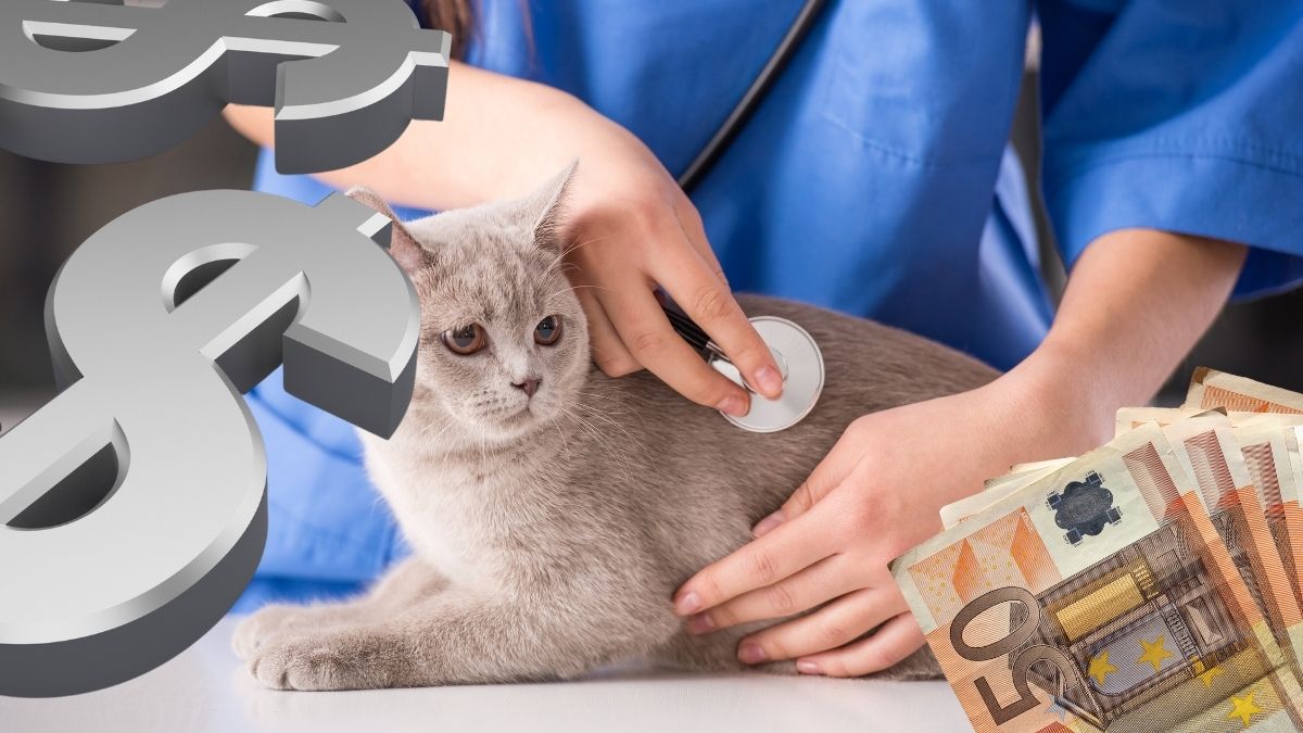 Découvrez en un coup d’oeil les différents tarifs vétérinaires pour votre chat