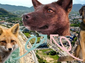 Le Dogxim, cet incroyable hybride chien-renard qui intrigue les scientifiques