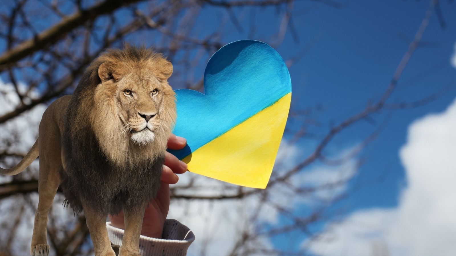 Une nouvelle vie pour cinq lions rescapés de la guerre en Ukraine