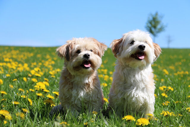 meilleurs-petits-chiens-de-compagnie