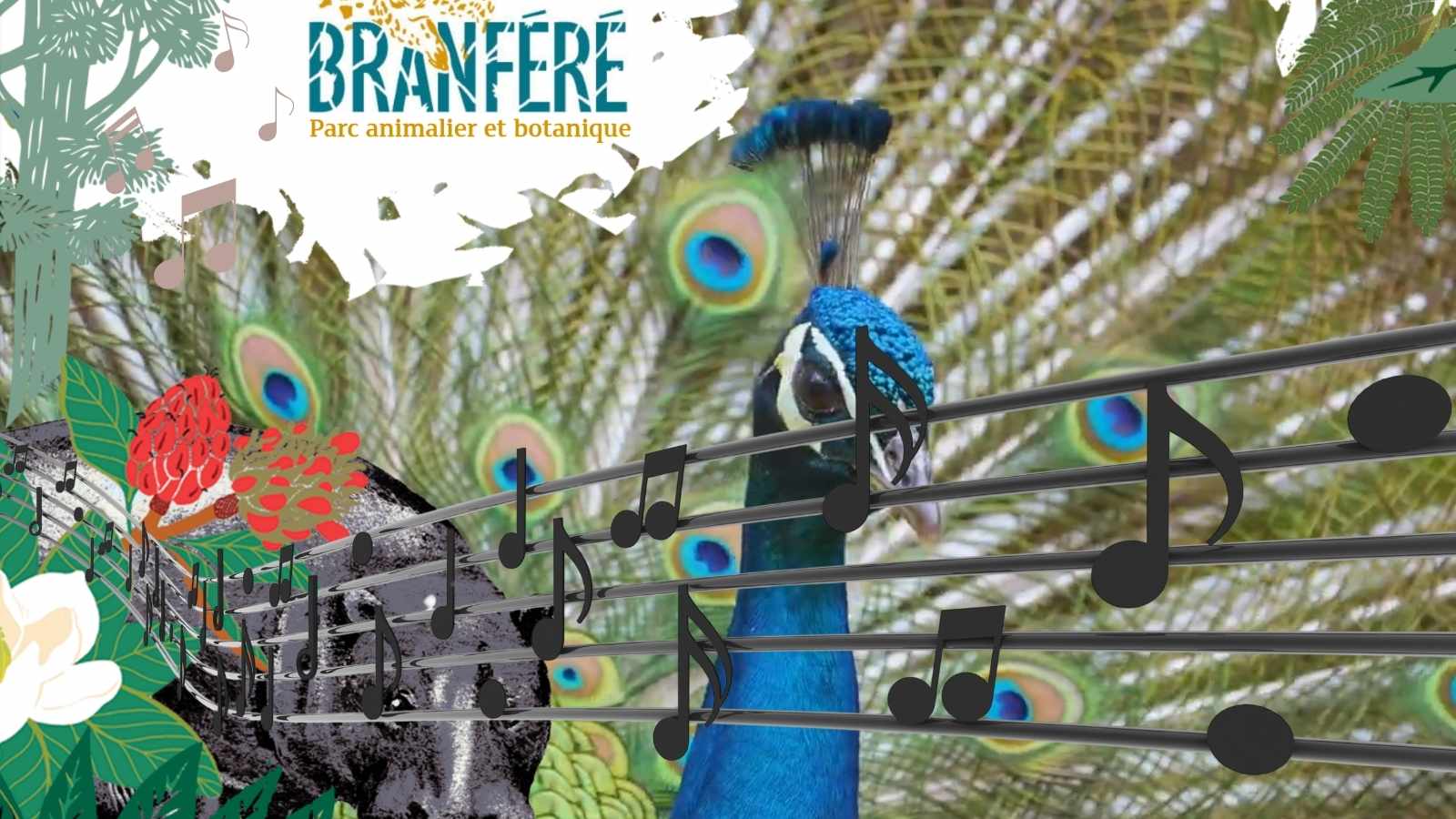 Les animaux du parc de Branféré ont-ils le rythme dans la peau  ?