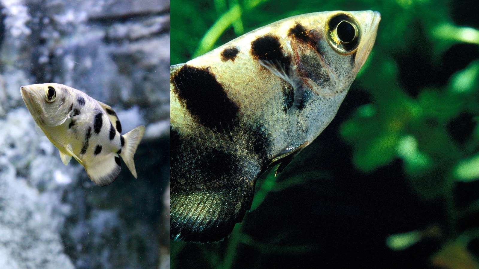 Découvrez le fantastique monde du poisson archer et plus encore