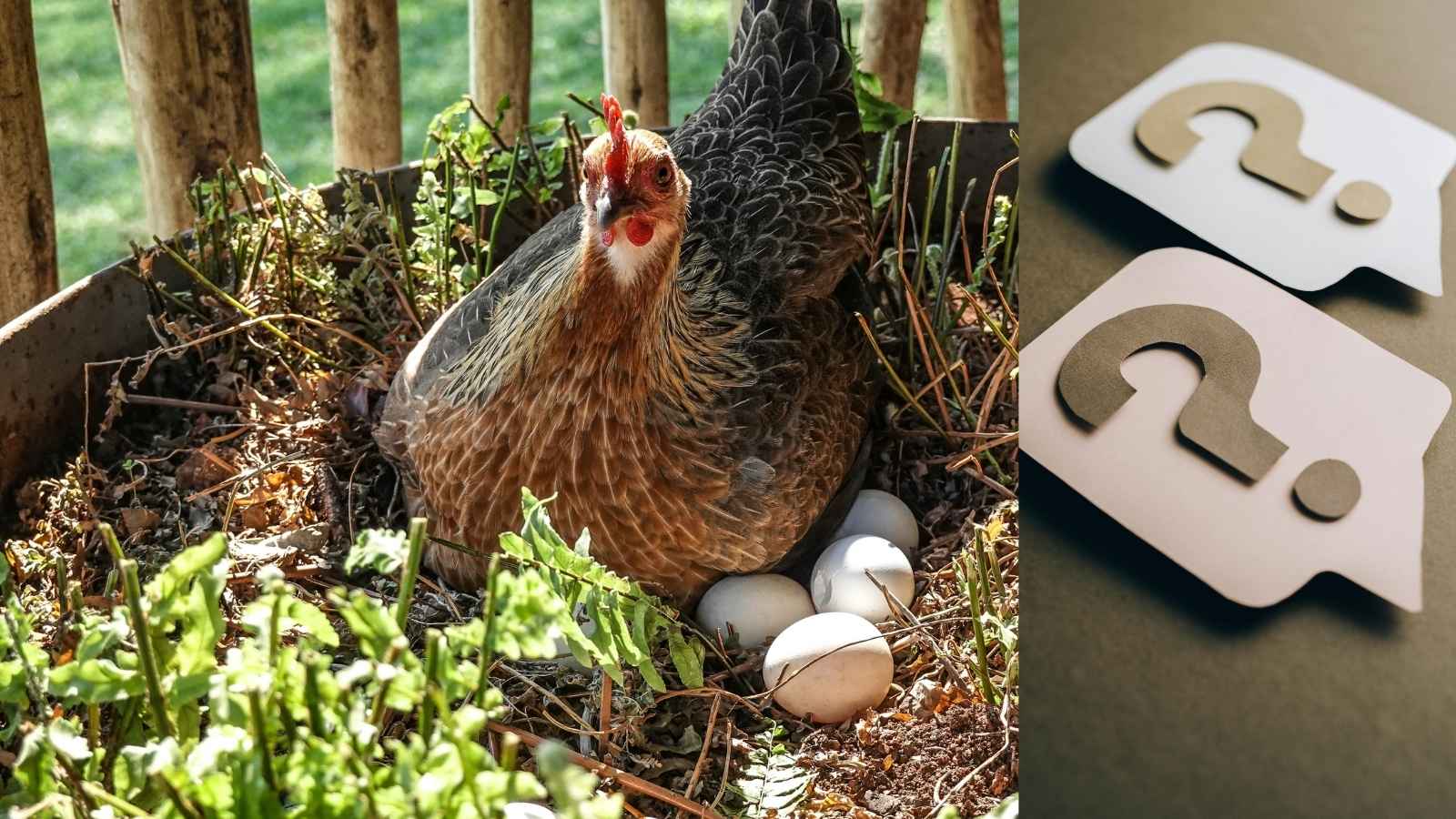 Grand jeu de questions, l’oeuf ou la poule et plus encore