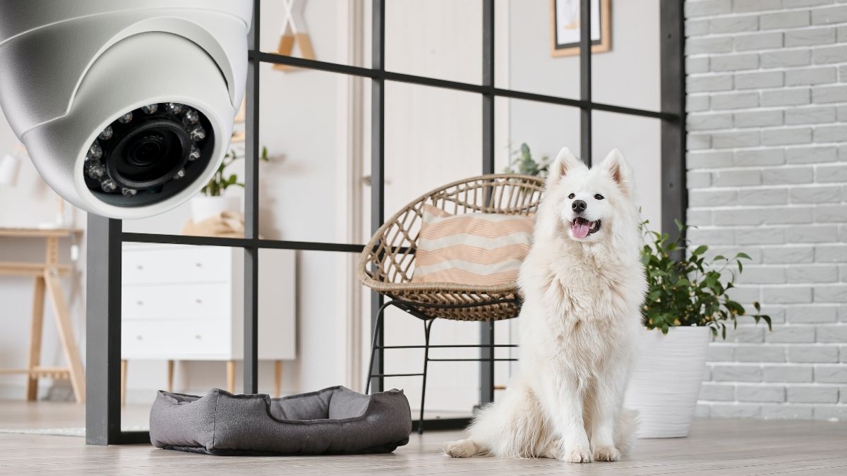 Caméras connectées pour chiens : surveillez et restez connecté avec votre compagnon