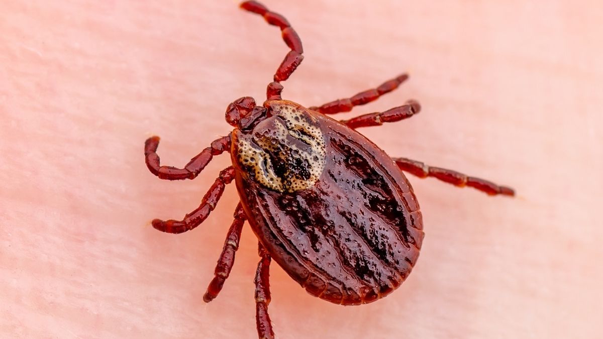 Des solutions naturelles pour protéger votre chien des tiques