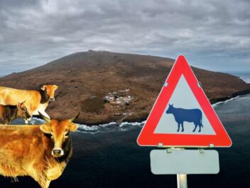 L’incroyable histoire de vaches abandonnées sur une île pendant 130 ans