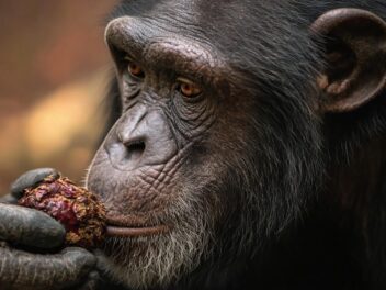 Quand les chimpanzés se mettent à l’apéritif : une découverte inattendue
