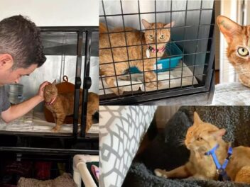 Une nouvelle vie pour cette chatte sauvée après 12 années de souffrance