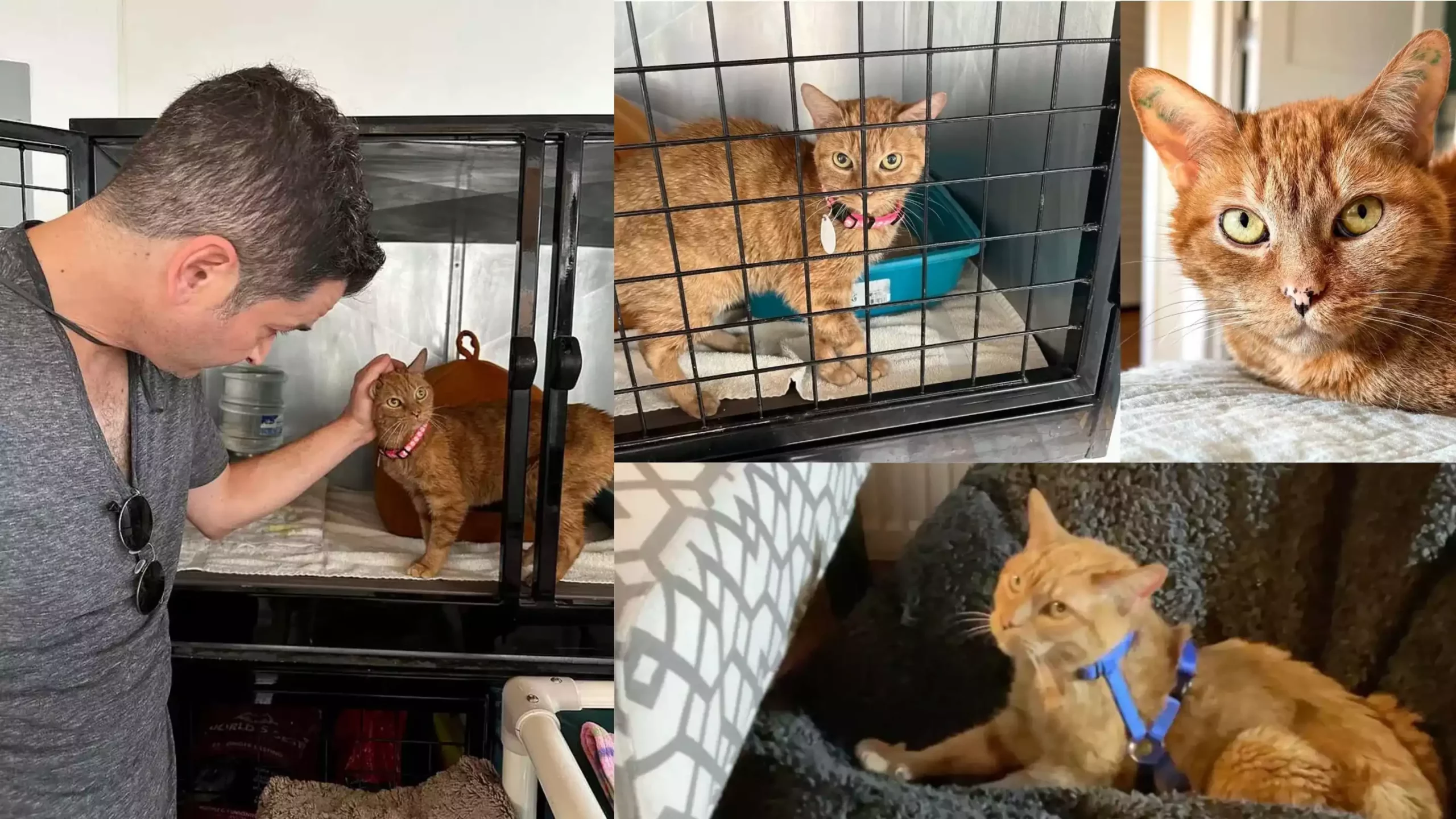 Une nouvelle vie pour cette chatte sauvée après 12 années de souffrance