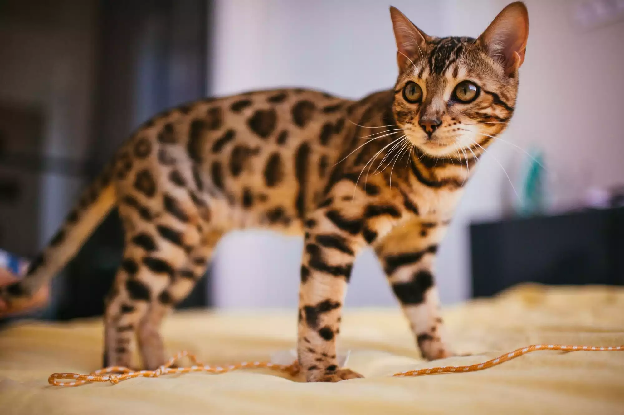 Chat Bengal au pelage tacheté ressemblant à un léopard, photographié en intérieur.