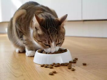 Les meilleures croquettes pour chats ayant des problèmes urinaires