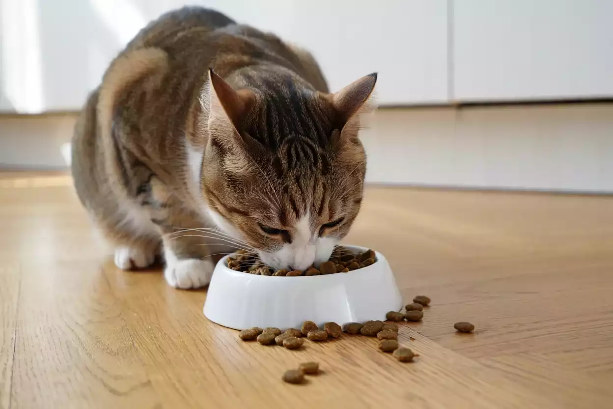 Les meilleures croquettes pour chats ayant des problèmes urinaires