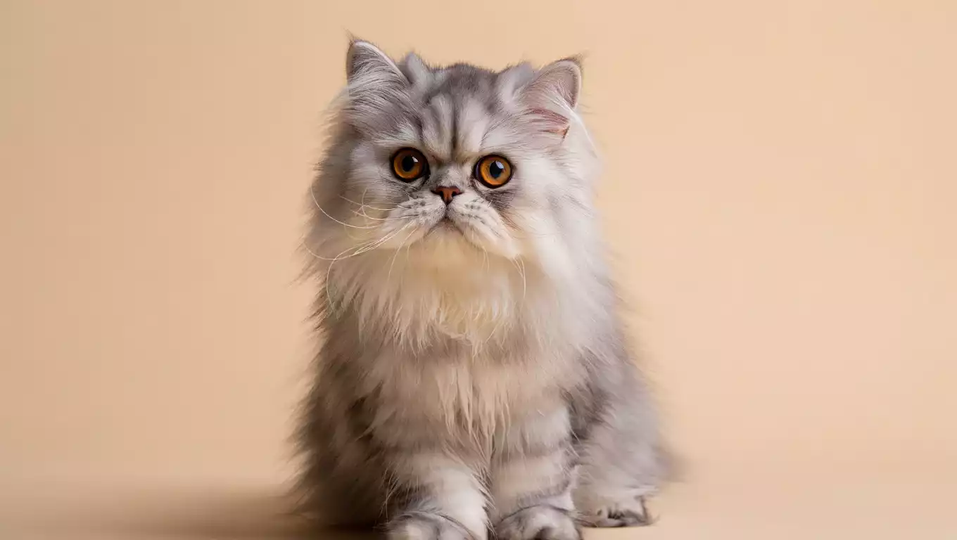 Chat Persan assis paisiblement dans une pièce calme, parfait pour célibataire tranquille