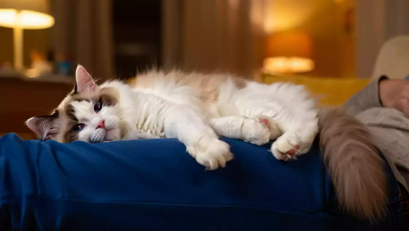 Chat Ragdoll allongé sur le torse de son maître, parfait pour combler la solitude