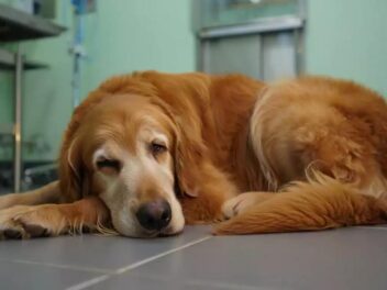 Comment reconnaître le parvovirus chez votre chien