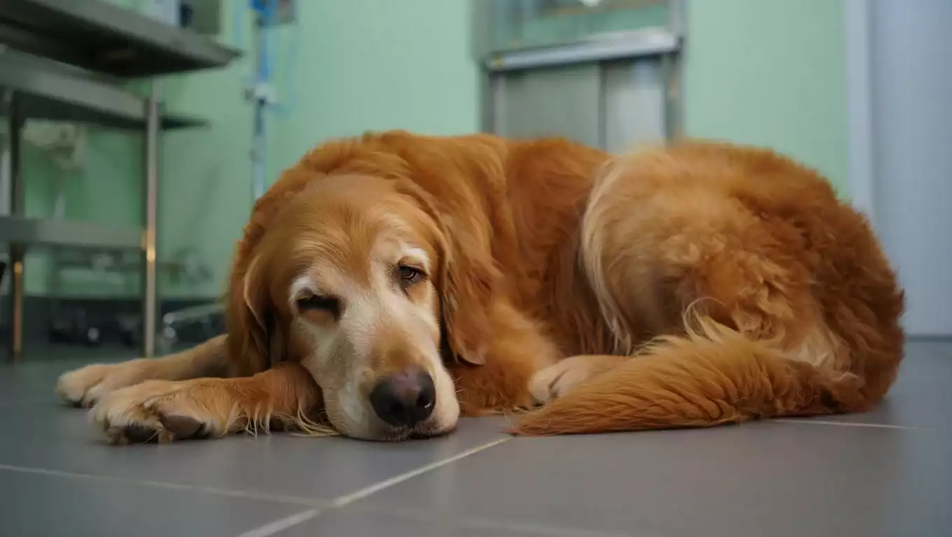 Comment reconnaître le parvovirus chez votre chien