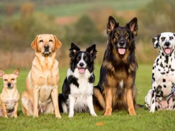 Votez pour le Plus Beau Chien du Nord 2025 : Découvrez Nos 25 Finalistes !