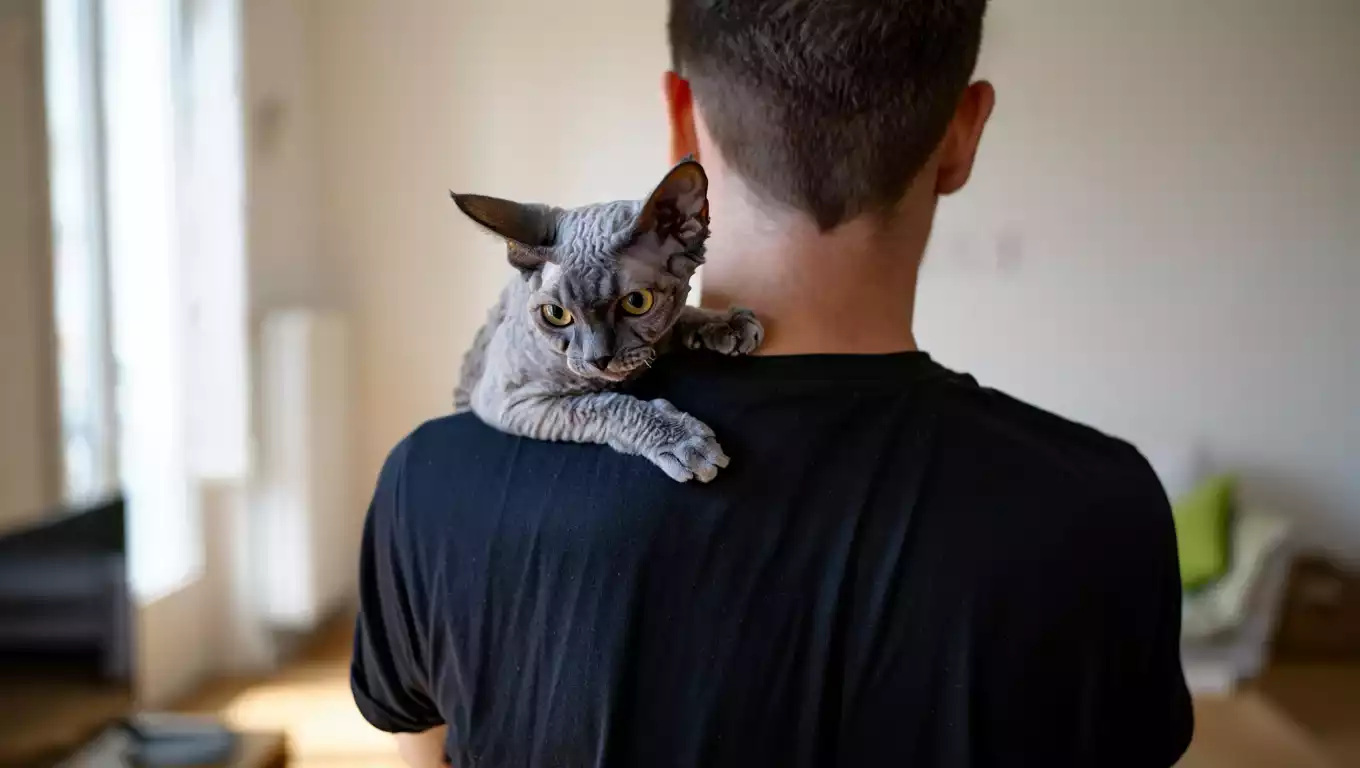 Devon Rex curieux perché sur les épaules de son maître