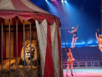 Les cirques français en pleine transformation, la fin annoncée des animaux sauvages