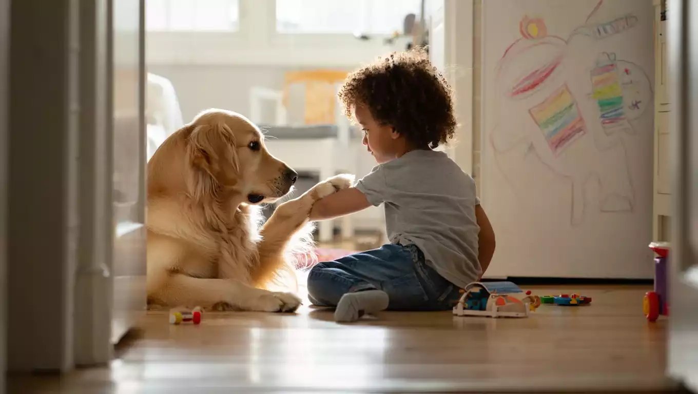 Golden Retriever interprétant les gestes d’un enfant dans un environnement familial