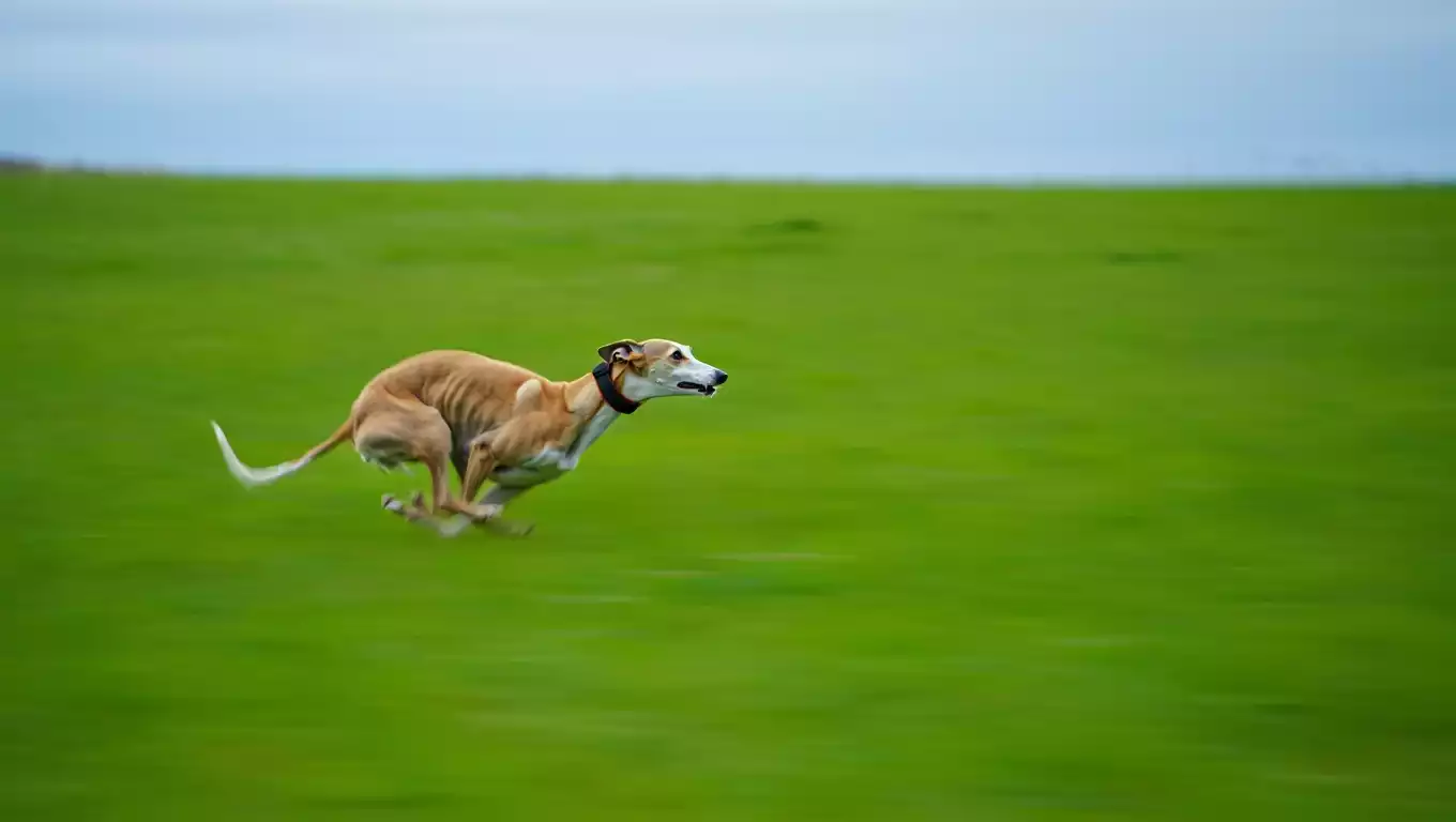 Greyhound en pleine course sur une prairie, posture dynamique et concentrée.