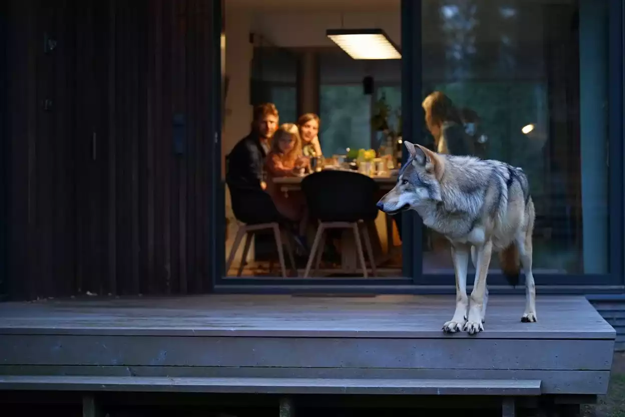 Loup sauvage observé à la tombée de la nuit sur une terrasse dans le Vaucluse
