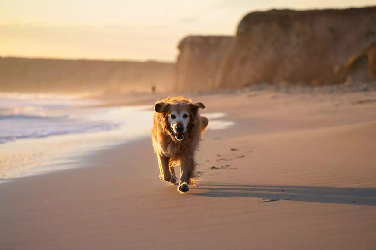 Où promener son chien sur les plages du Finistère ?
