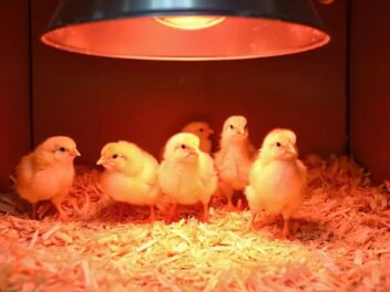 Réussir la reproduction de vos poules : conseils pratiques