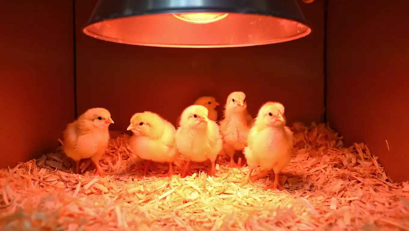 Réussir la reproduction de vos poules : conseils pratiques