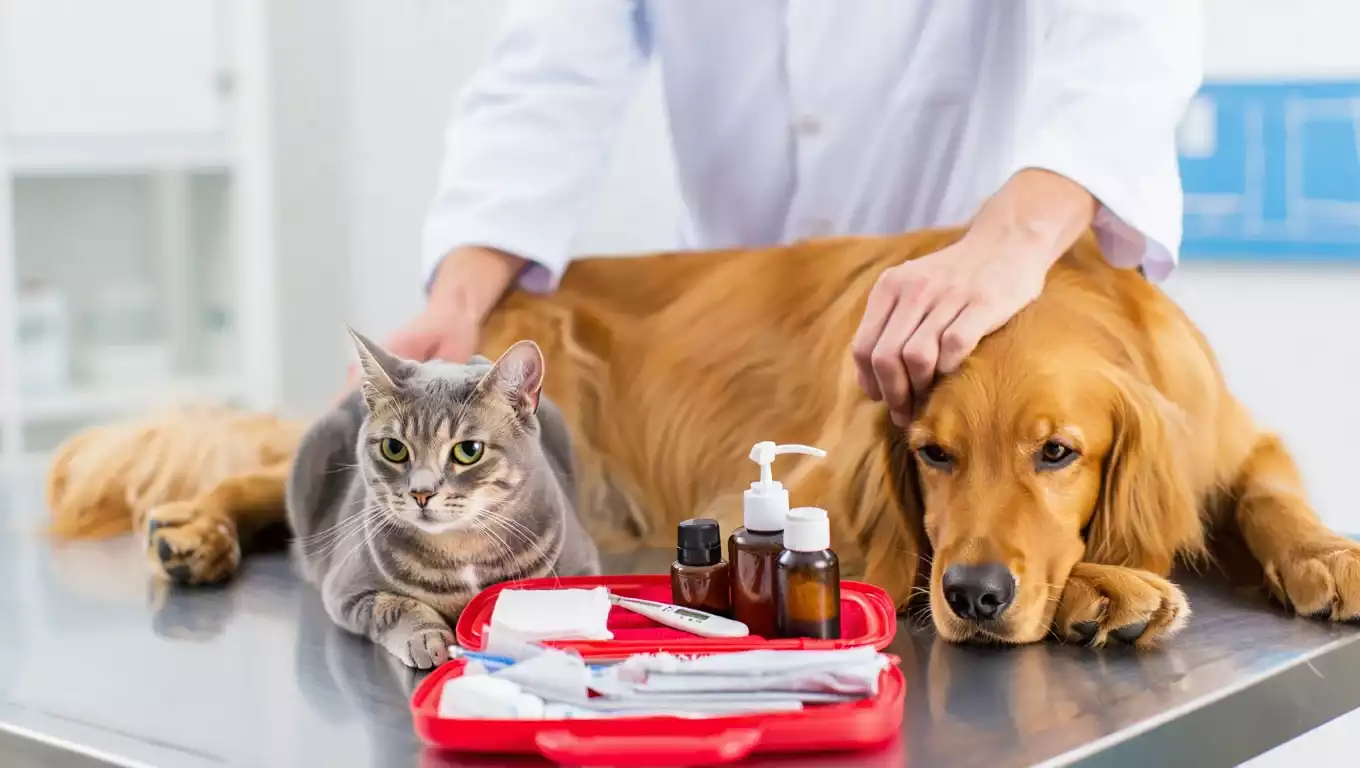 Formation premiers secours animaux à Sens – Sauvez votre chat ou chien en cas d’urgence | 5-6 juillet 2025