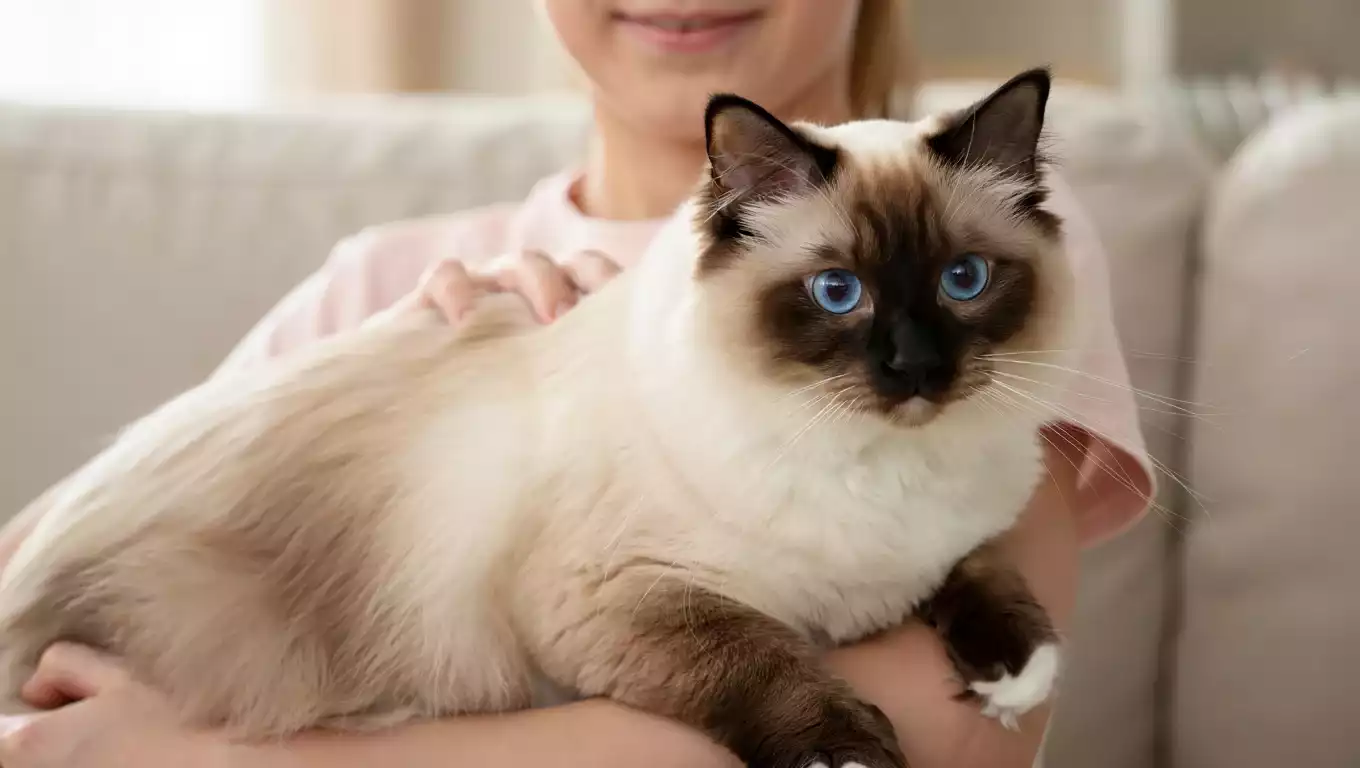 Sacré de Birmanie tranquille installé sur les épaules de son humain