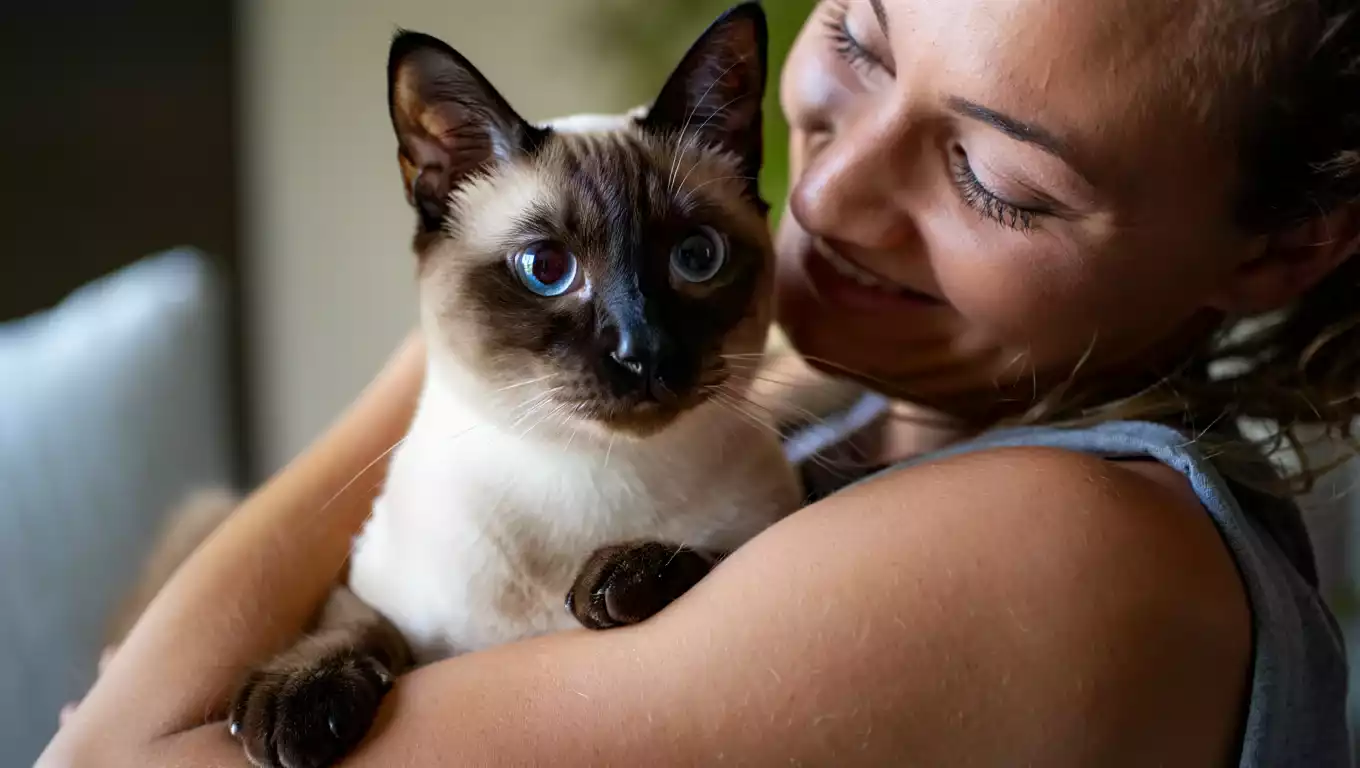 Chat Siamois expressif assis sur les épaules de son humain, regard complice