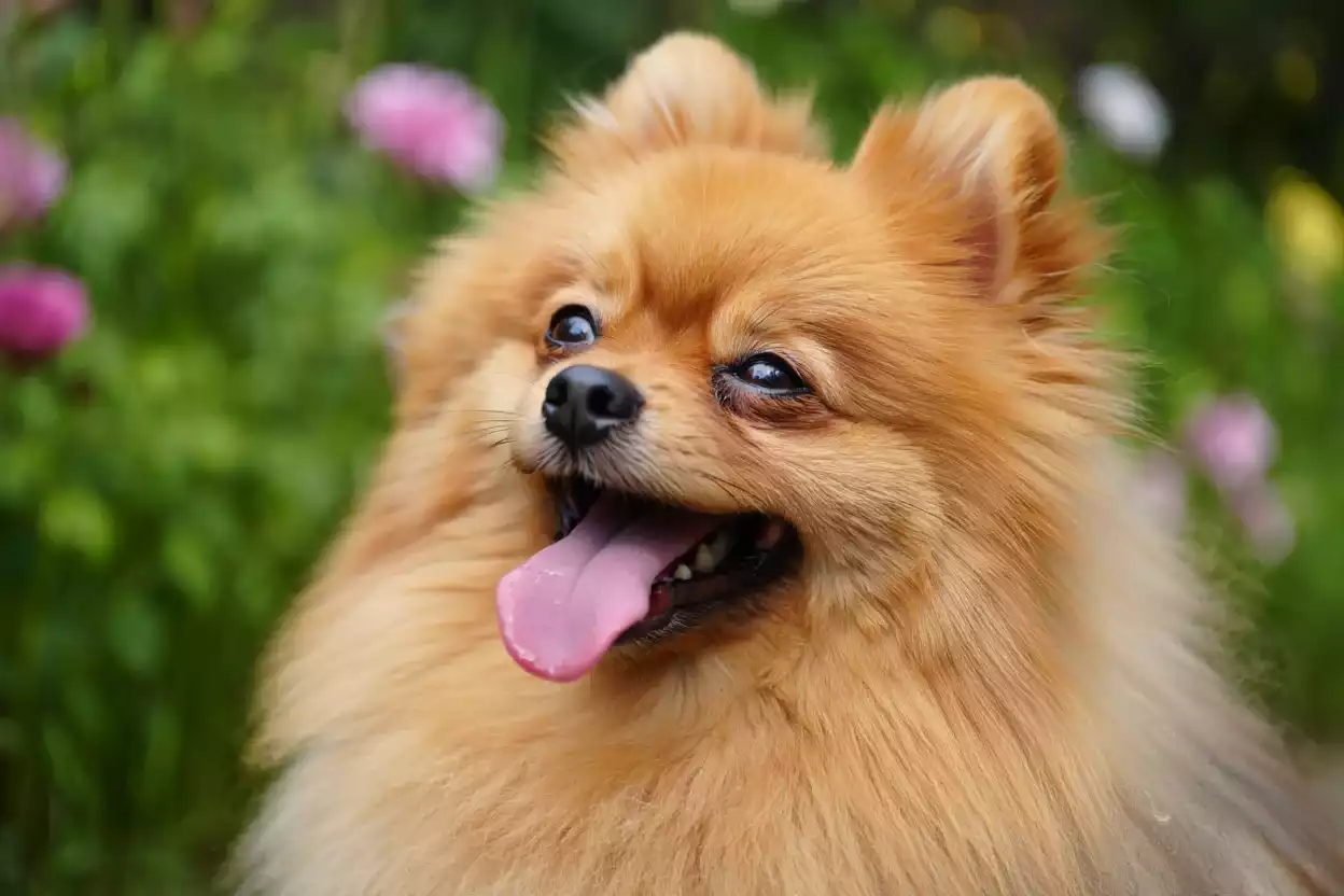 Pourquoi mon Spitz nain tire la langue ?