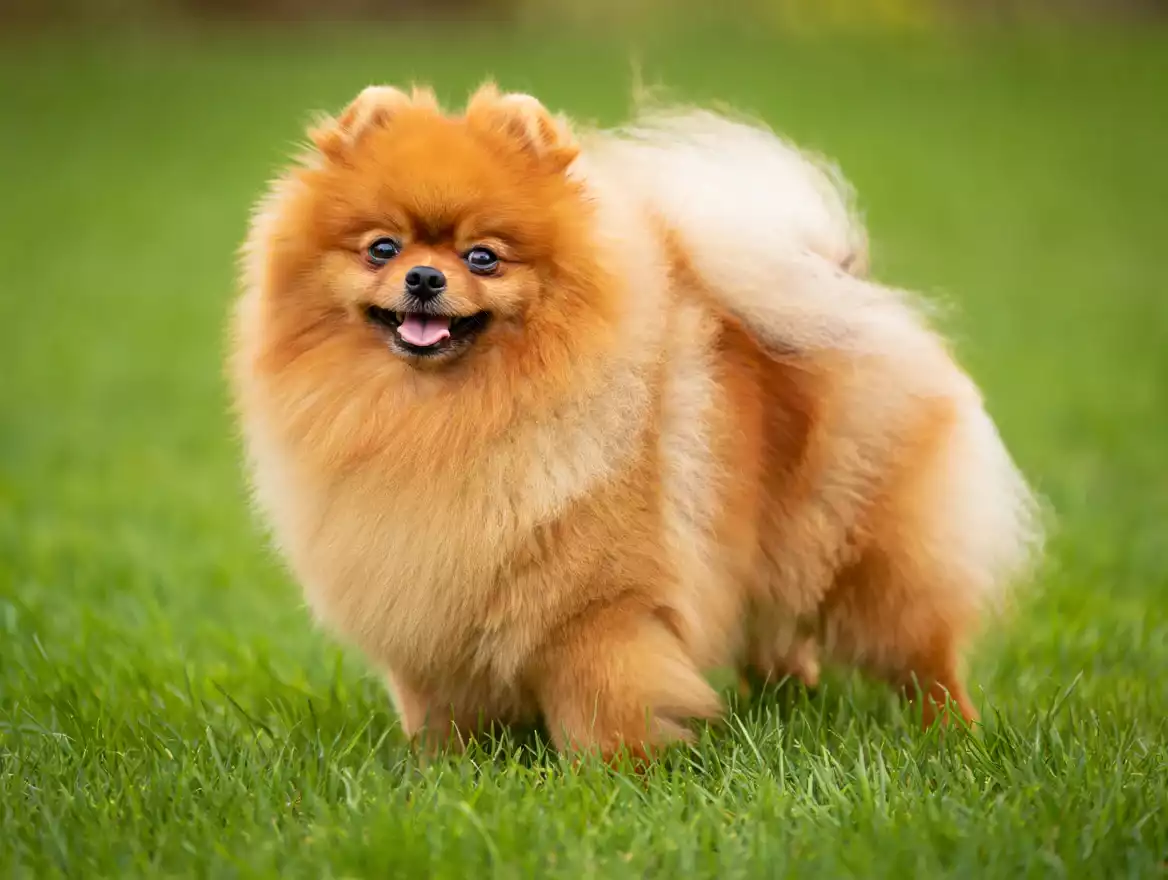 Pourquoi adopter un Spitz nain ?