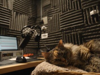 Bella, la chatte à “turbo-ronron” qui fait tourner le Guinness