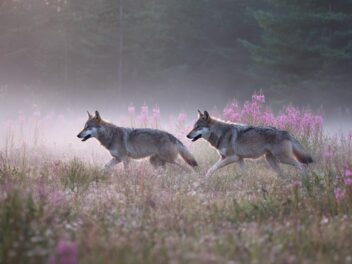Faune sauvage en France : cohabitez sans peur avec ours, loups, lynx