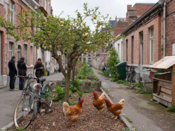 La poule moderne, descendante du T-rex et star du jardin urbain
