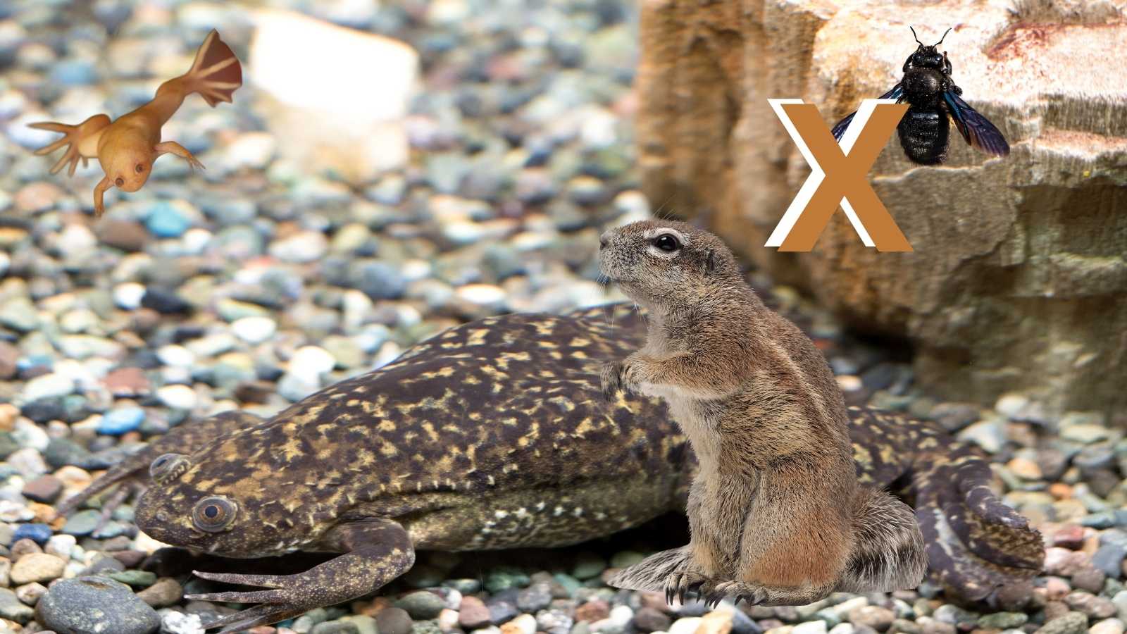 Animal en X : Les animaux commençant par la lettre X