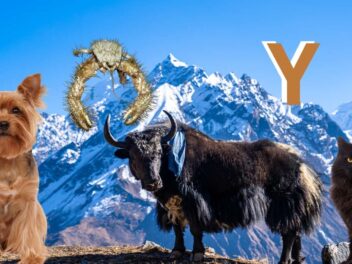 Animal en Y : Les animaux commençant par la lettre Y