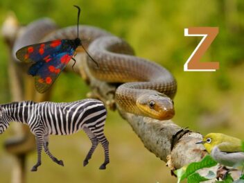Animal en Z : Les animaux commençant par la lettre Z