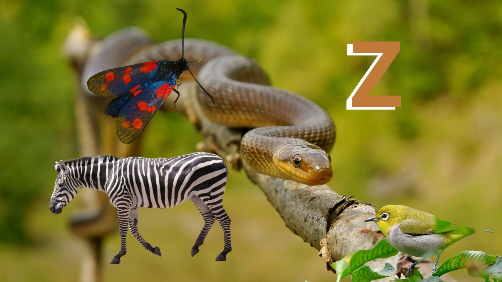 Animal en Z : Les animaux commençant par la lettre Z