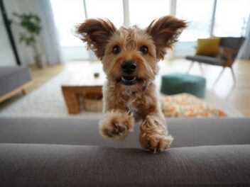 Mon chien saute partout : comment enfin calmer un chien trop agité ?