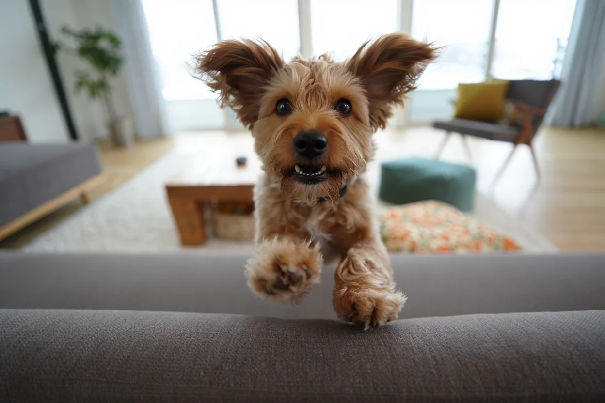 Mon chien saute partout : comment enfin calmer un chien trop agité ?