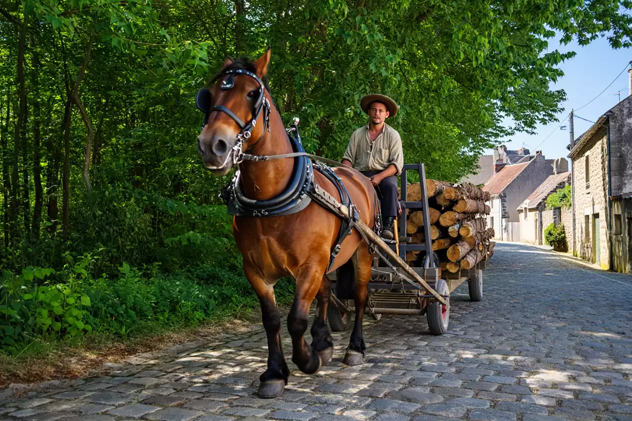 Cluny : le championnat de France de débardage à cheval, entre tradition, compétition et transmission