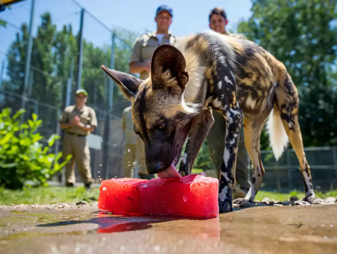 Insolite : des animaux savourent des glaces de sang pendant la canicule à Pont-Scorff